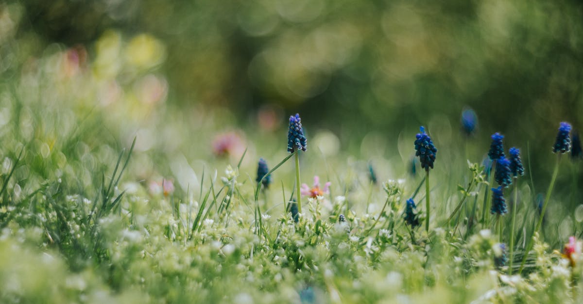 découvrez l'importance de la biodiversité pour notre planète, ses menaces, et les actions nécessaires pour la protéger. explorez comment la diversité des espèces contribue à un écosystème sain et durable.