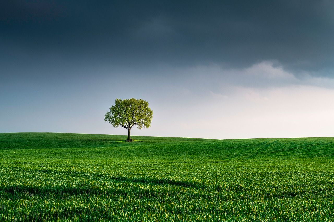 découvrez l'importance de la préservation de notre environnement, les défis actuels et les solutions durables pour un avenir meilleur. engagez-vous pour la planète et apprenez comment chaque action compte.
