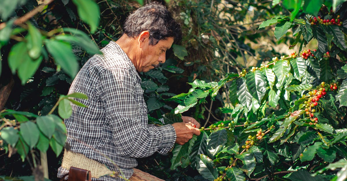 découvrez l'agriculture durable, une approche essentielle pour préserver l'environnement tout en répondant aux besoins alimentaires croissants. explorez les pratiques écologiques, l'innovation et les avantages économiques qui favorisent une agriculture respectueuse de la biodiversité et des ressources naturelles.