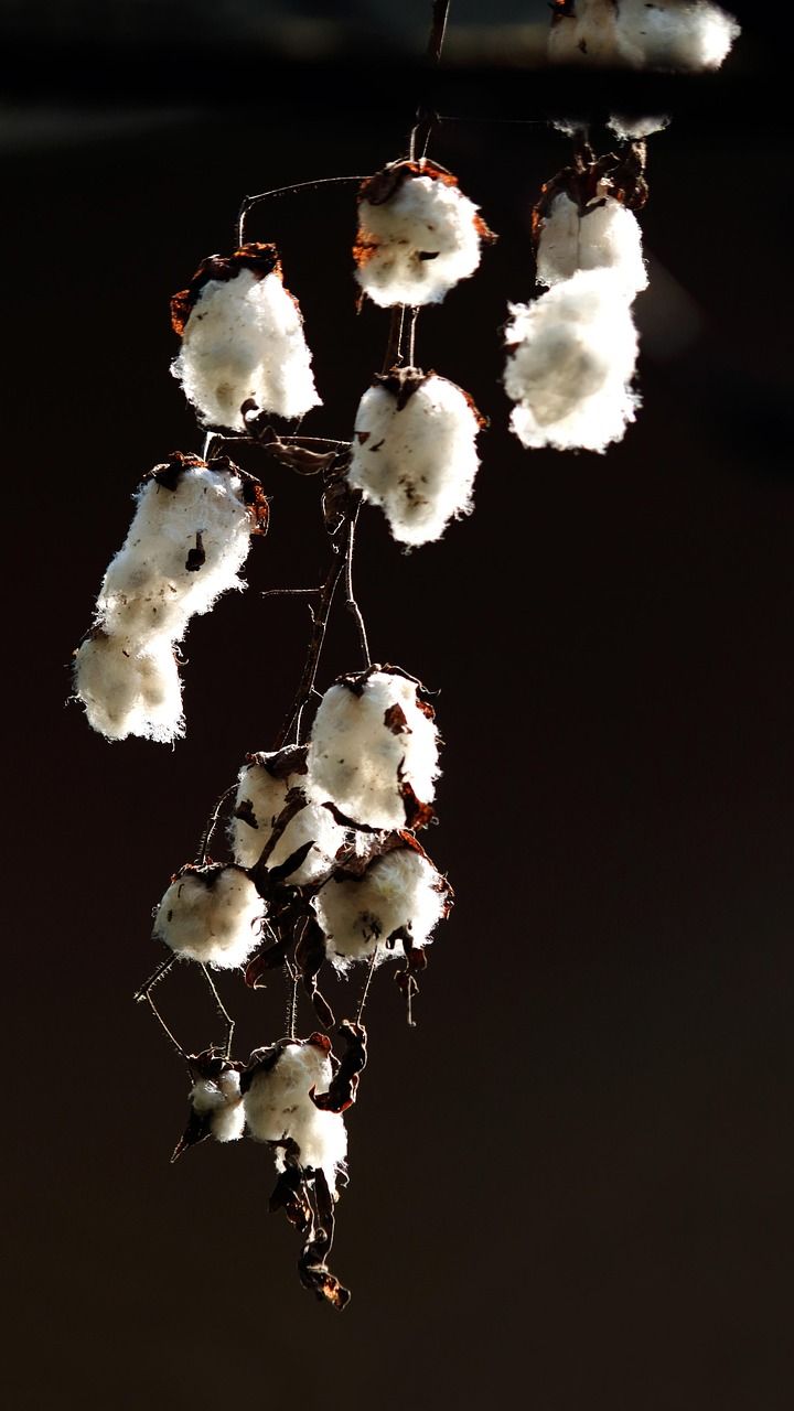 découvrez notre collection en coton biologique, alliant confort, durabilité et respect de l'environnement pour un choix éthique et naturel.
