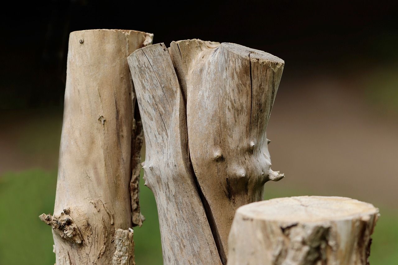 découvrez les causes, conséquences et solutions de la déforestation, un enjeu crucial pour la biodiversité et le climat mondial.