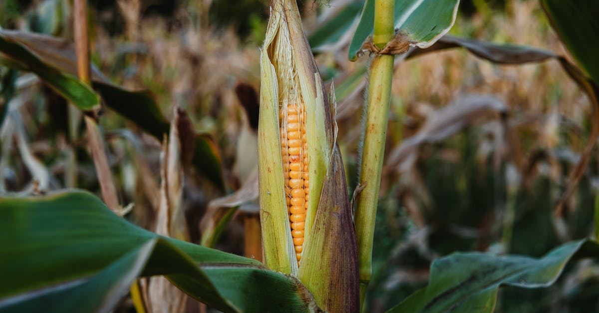découvrez l'agriculture durable, une approche innovante qui préserve l'environnement tout en garantissant une production alimentaire efficace et responsable. explorez les pratiques écoresponsables, les bénéfices pour la biodiversité et l'avenir de notre alimentation.