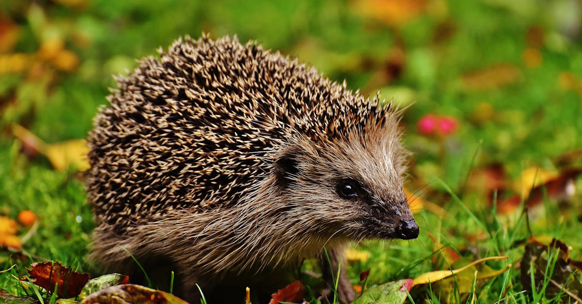 découvrez la richesse de la biodiversité terrestre : un aperçu des écosystèmes, des espèces animales et végétales, ainsi que des enjeux de leur préservation. plongez dans l'importance de cette diversité pour notre planète et notre avenir.