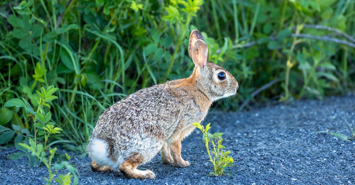 découvrez l'importance de la biodiversité pour notre planète. apprenez comment la diversité des espèces contribue à l'équilibre des écosystèmes, à la santé environnementale et aux ressources naturelles. engagez-vous pour préserver notre patrimoine naturel et protéger la vie sur terre.