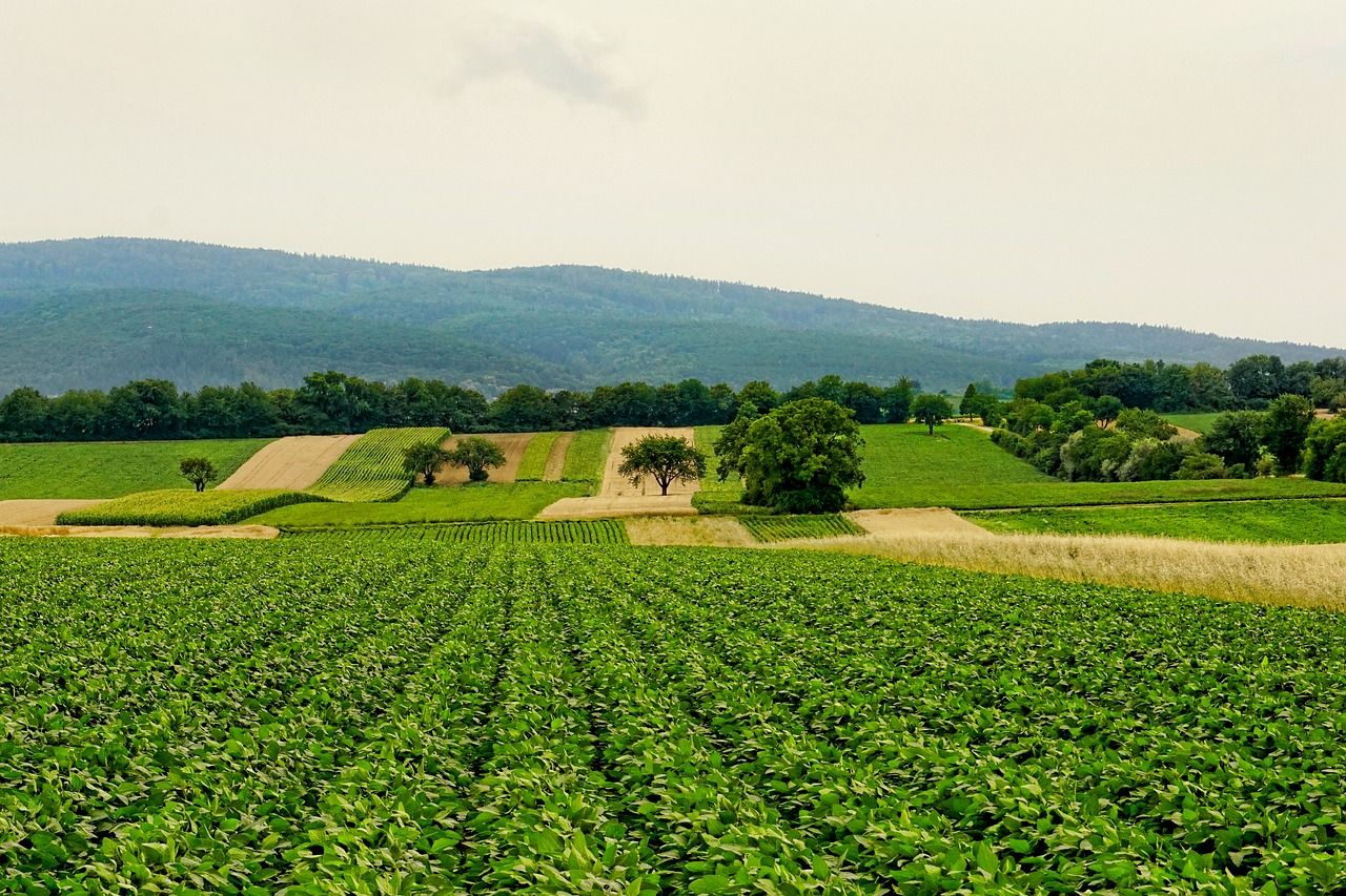 découvrez l'univers de l'agriculture, ses techniques innovantes, ses enjeux environnementaux et économiques, ainsi que la richesse des cultures et des exploitations agricoles à travers le monde.