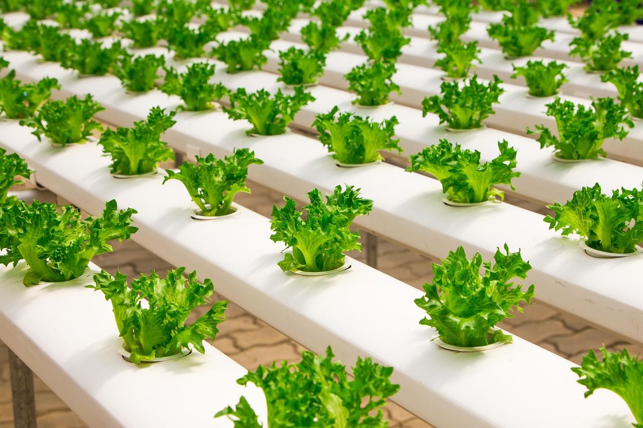 découvrez les pratiques d'agriculture durable visant à préserver l'environnement, améliorer la qualité des sols et garantir une production alimentaire respectueuse de la biodiversité.