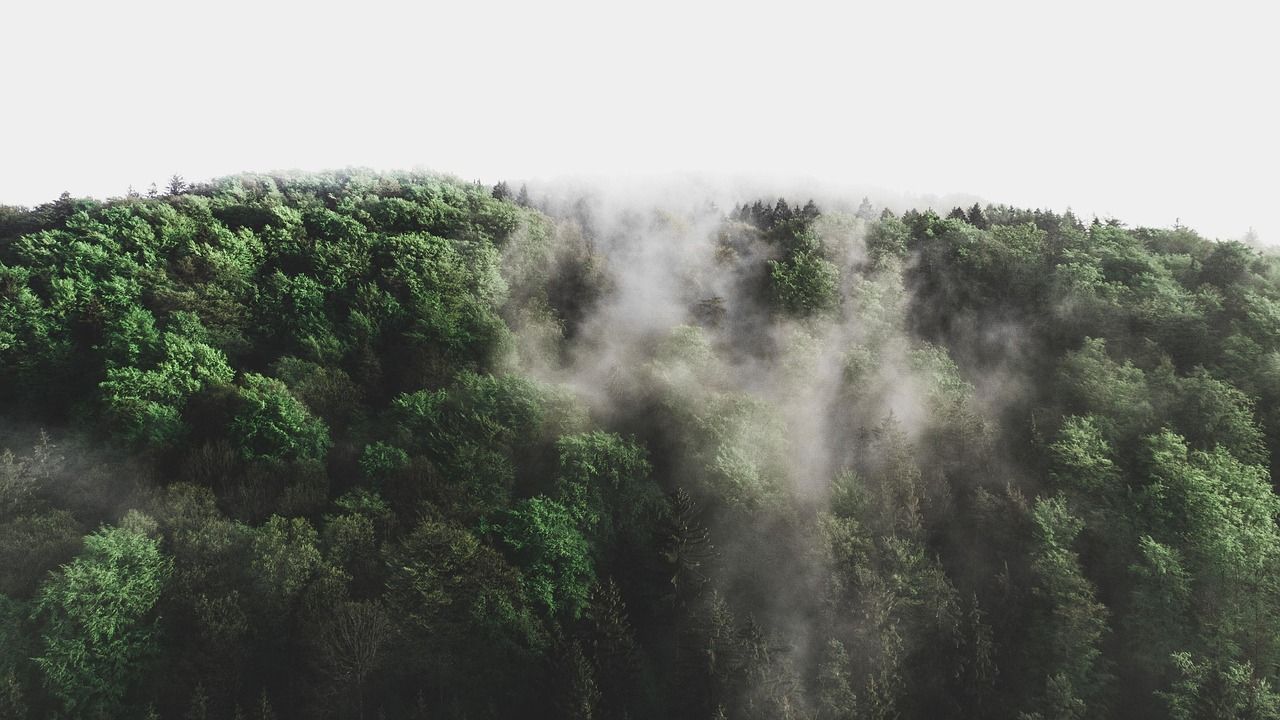 découvrez tout sur l'environnement : protection, biodiversité, changement climatique et actions pour un avenir durable.