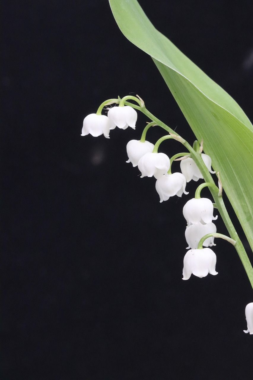 découvrez le charme délicat du muguet, une fleur symbolique du bonheur et de la renaissance, idéale pour embellir vos jardins et offrir en cadeau.
