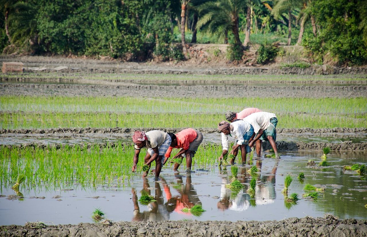 découvrez les pratiques d'agriculture durable visant à préserver l'environnement, favoriser la biodiversité et assurer une production alimentaire responsable pour les générations futures.