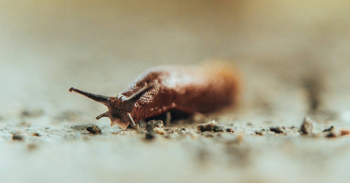 découvrez la richesse de la biodiversité terrestre, explorant les écosystèmes variés, les espèces uniques et l'importance de leur préservation pour l'équilibre de notre planète.