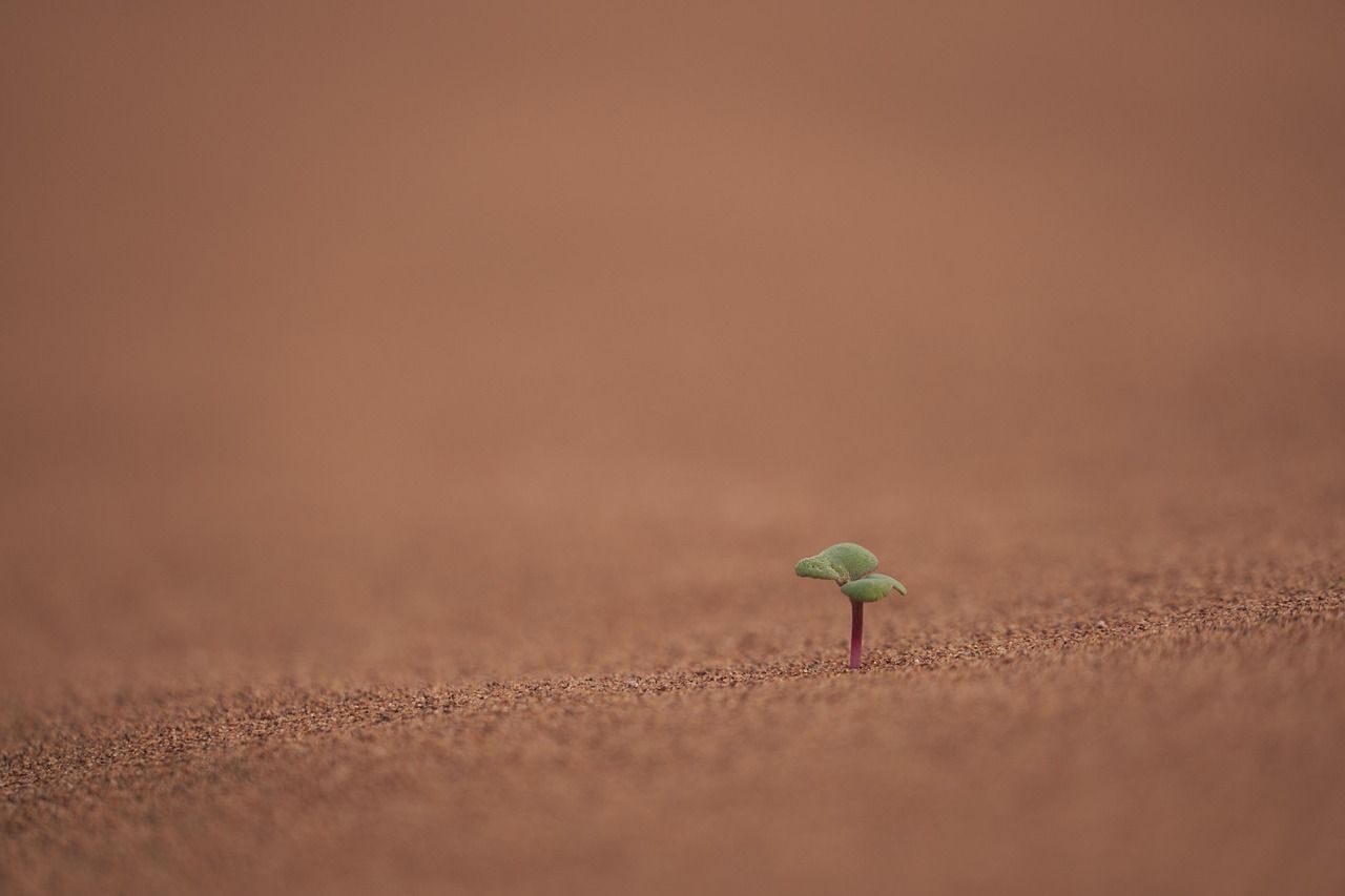découvrez les impacts du changement climatique sur notre planète, ainsi que les solutions pour atténuer ses effets. informez-vous sur les initiatives écologiques et la nécessité d'agir pour un avenir durable.
