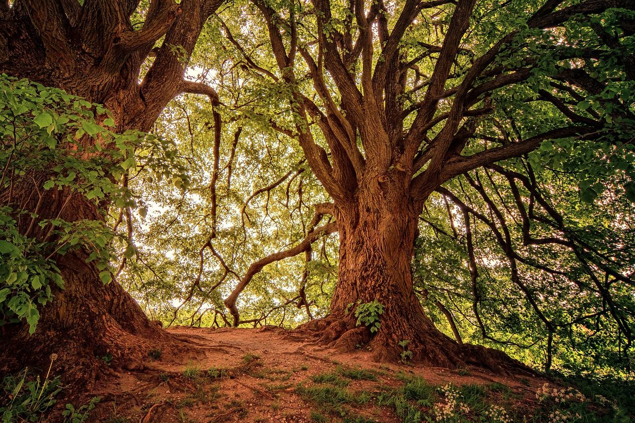explorez la beauté des forêts, ces vastes espaces naturels regorgeant de biodiversité, de paysages enchanteurs et d'activités de plein air. découvrez l'importance des forêts pour notre planète et comment les préserver.