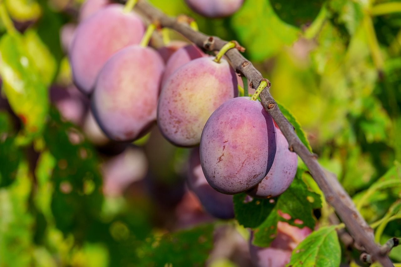 découvrez le jardinage biologique sur balcon : astuces et conseils pour cultiver vos plantes et légumes naturellement, même en espace réduit.