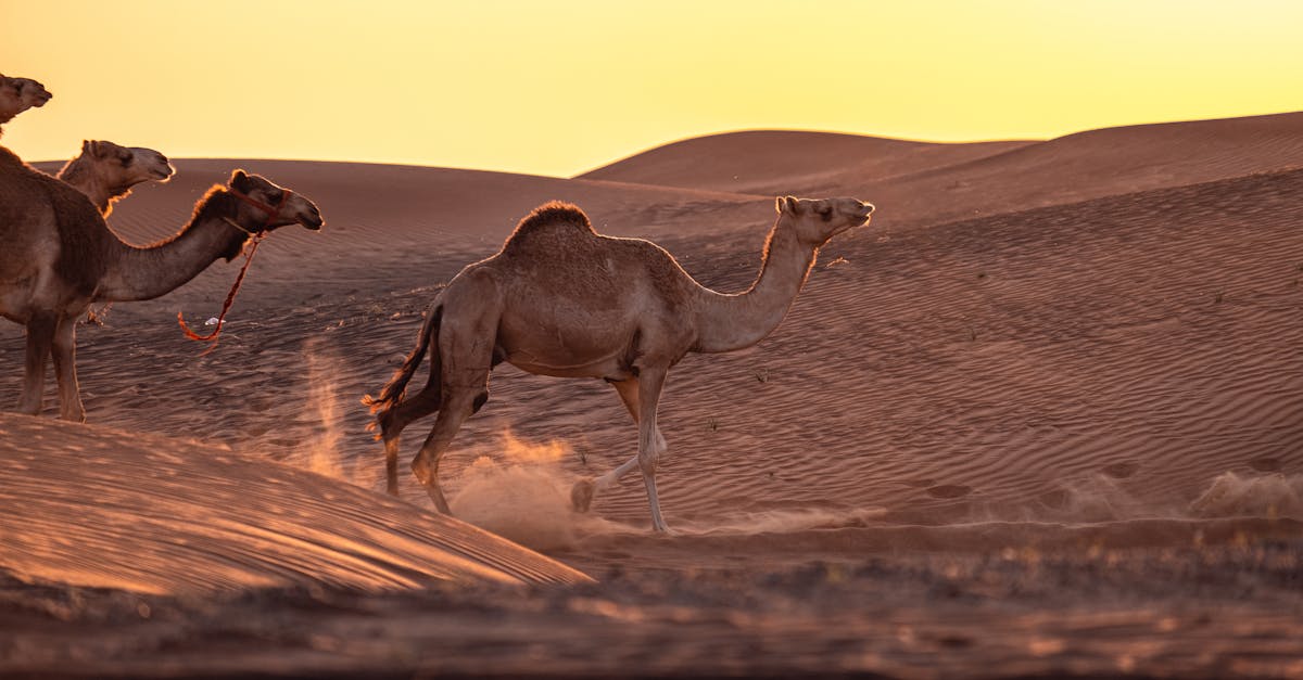 découvrez comment renforcer la résilience climatique à travers des stratégies durables et des initiatives innovantes. explorez les solutions pour s'adapter aux impacts du changement climatique et garantir un avenir durable pour les générations futures.