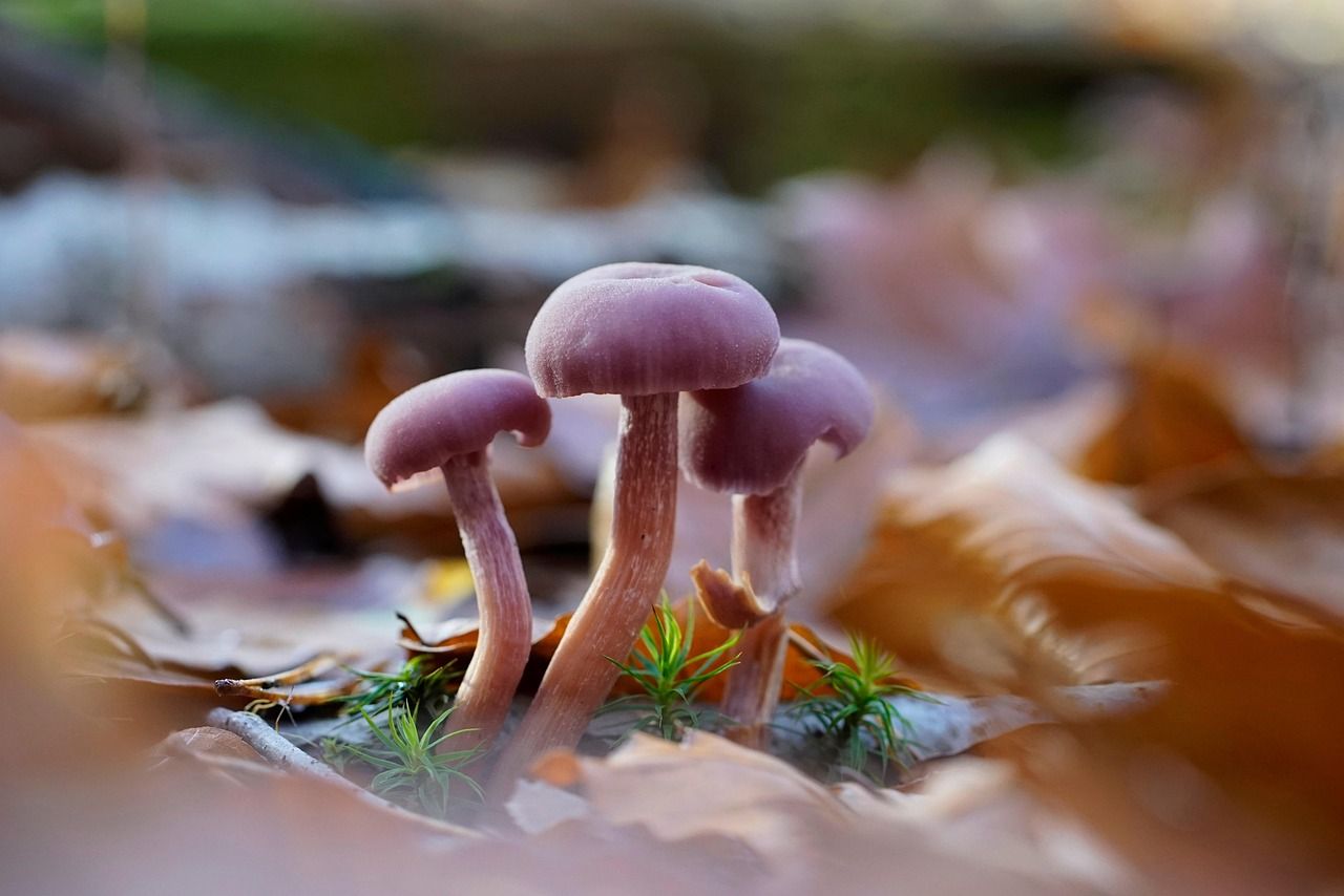 découvrez l'importance de la biodiversité, son rôle vital dans les écosystèmes et comment la préserver pour un avenir durable.