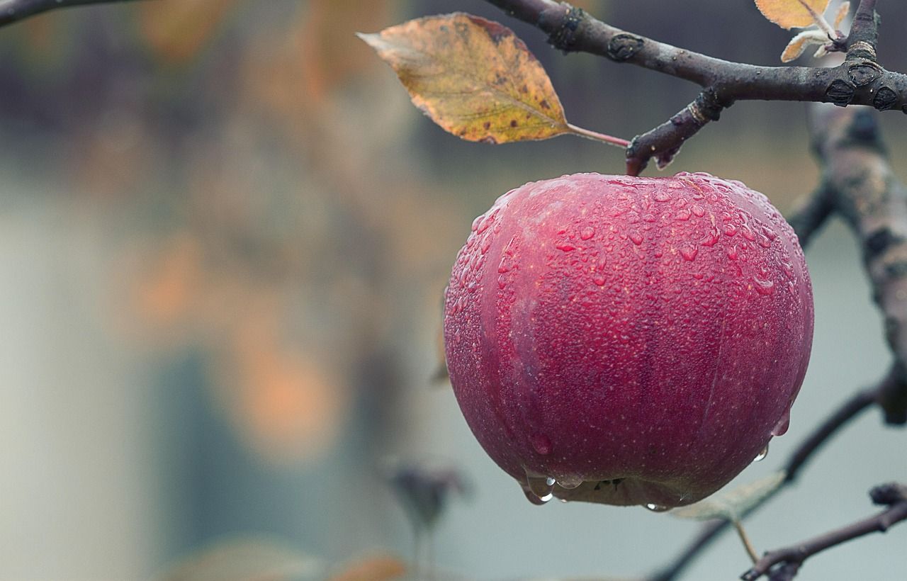 découvrez comment la transformation des vergers améliore la production fruitière grâce à des techniques innovantes et durables.
