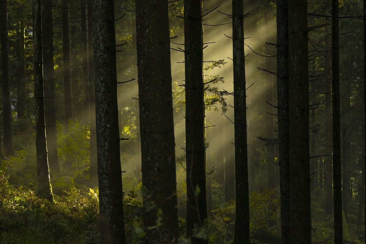 La forêt : un pilier crucial pour atteindre une planète décarbonée