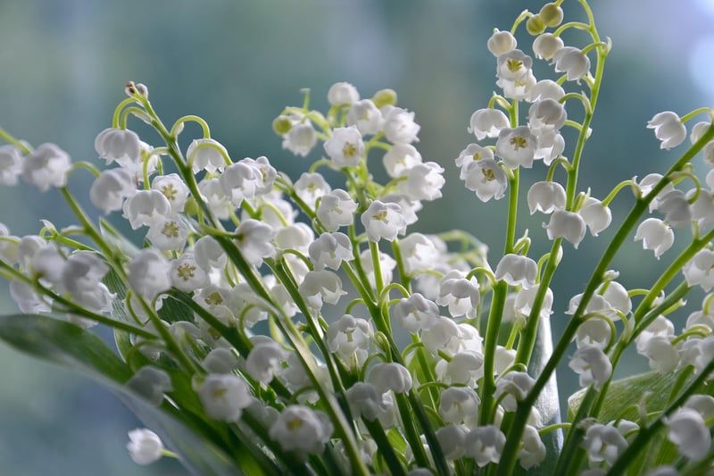 Muguet du 1er mai : comment un grossiste marnais préserve la tradition face au défi du réchauffement climatique