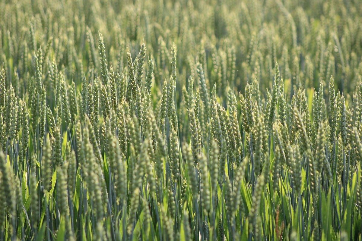 Agriculture durable : le futur de notre alimentation et de notre planète