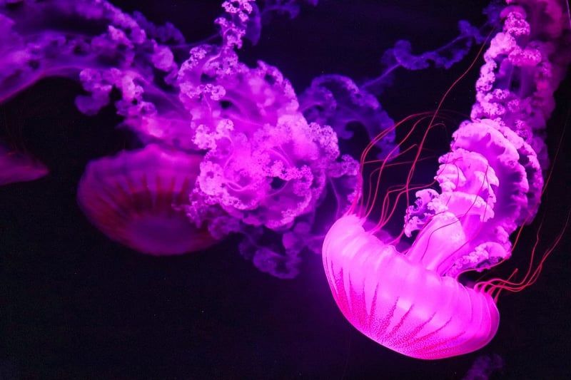 Les océans flirtent avec des records de chaleur avant l’arrivée anticipée d’El Niño