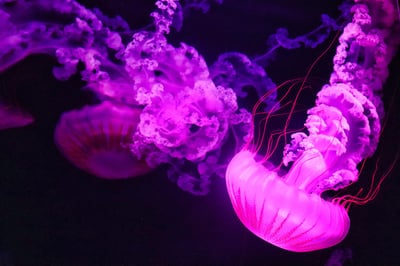 Les océans flirtent avec des records de chaleur avant l’arrivée anticipée d’El Niño