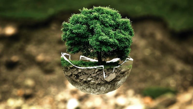 Protéger les forêts primaires : un défi mondial entre progrès contrastés du Brésil à l’Indonésie