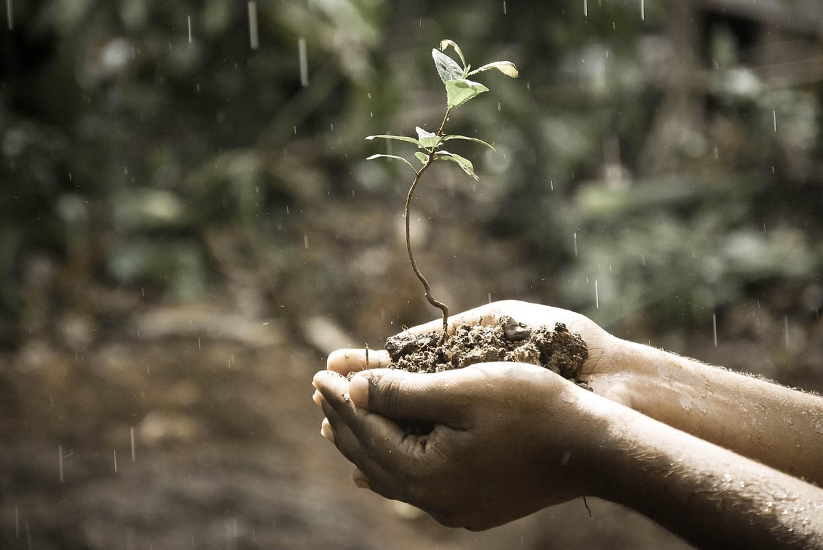 Ce réflexe bien intentionné qui affaiblit insidieusement vos plantes jour après jour