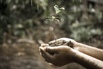Ce réflexe bien intentionné qui affaiblit insidieusement vos plantes jour après jour