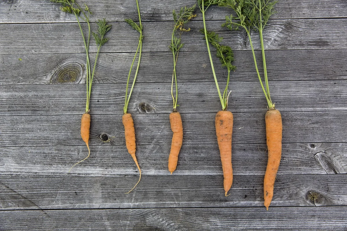 Potager urbain permaculture : conseils essentiels pour une agriculture durable en ville