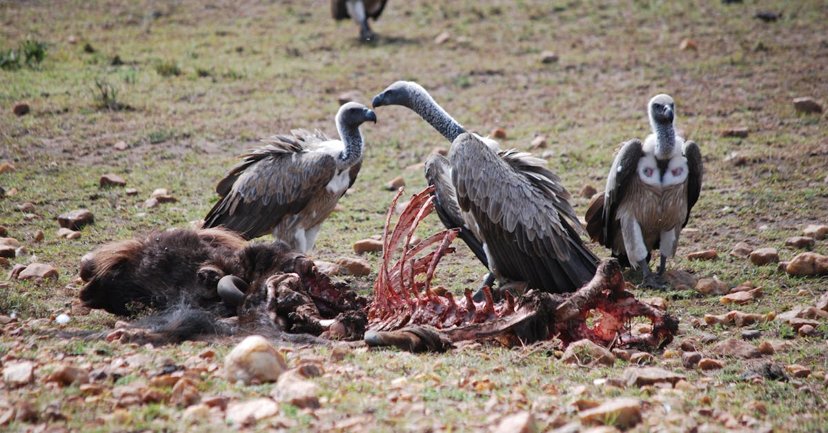 découvrez l'importance de la biodiversité, reflet de la richesse des écosystèmes sur terre. explorez comment la diversité des espèces soutient la vie, préserve l'équilibre naturel et contribue au bien-être humain. apprenez les enjeux liés à la conservation de la biodiversité et des actions pour protéger notre planète.